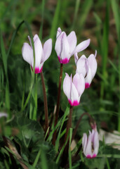 Wild lilac-pink flowers of Cyclamen persicum bloom
