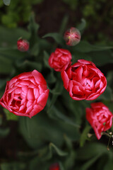 red tulips in garden
