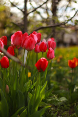 Fototapeta premium red tulips in the garden