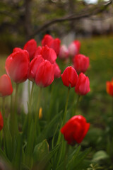 red tulips in the field