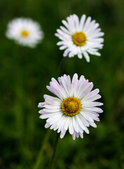 Green grass and chamomiles in the nature