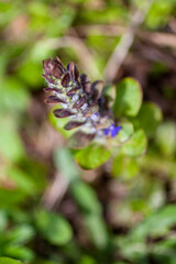 Closeup of a blooming juga reptans, bugle, carpetweed. Top view. Spring blossom background
