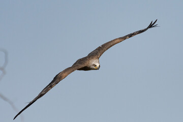 Fototapeta na wymiar The flight of a kite