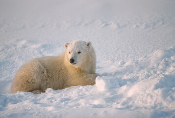 Polar bear cub lying on Arctic snow