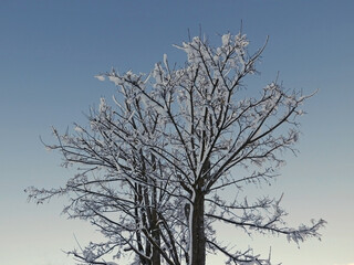 sceniche immagini della natura invernale innevata