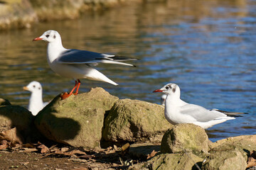 Three seagulls at Villa Borghese city park in Rome