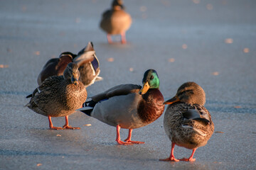ducks on the lake. ducks on the ice of a frozen city lake. the lake is covered with ice in winter