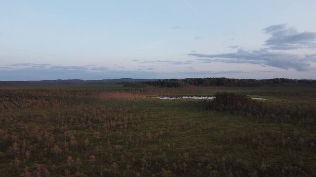 Calming bog forest drone view