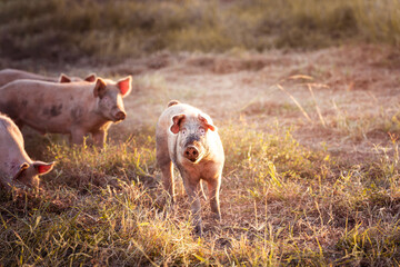 Young pigs in the field on a remote cattle station in Northern Territory, Australia, at sunrise.