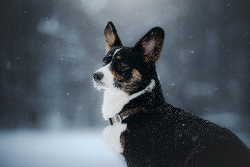 winter dog portrait in snowfall of beatufull welsh corgi cardigan tricolour black white puppy forest - Powered by Adobe