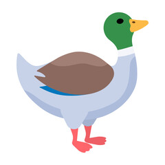 Duck in cartoon style. Drake duck. Male of water bird. Children's illustration
