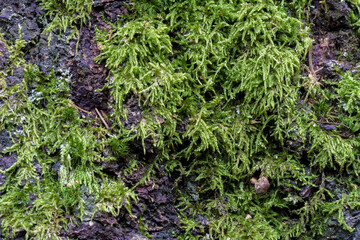 Common moss on a tree limb