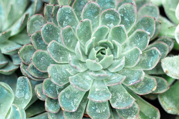 Natural background Cactus is a succulent plant. close-up. Flowering plants of the Crassulaceae...