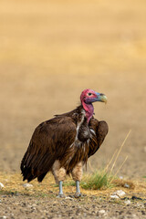 Lappet-faced Vulture in the Kgalagadi