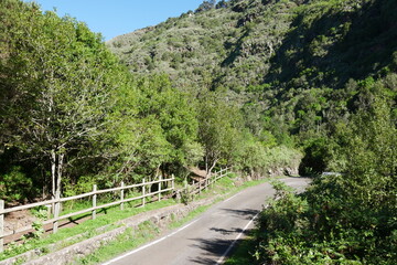 Fototapeta na wymiar Straße durch den Lorbeerwald Los Tiles bei Moya auf Gran Canaria