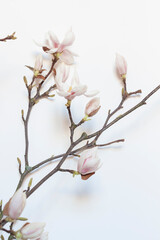 White magnolia blooms on the tree branch on the white background. 