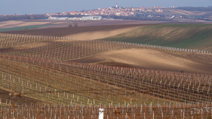 Vineyards Velke Pavlovice in the end of the winter