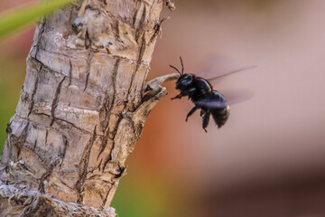 ant on a tree