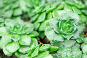 Natural background Cactus is a succulent plant. close-up. Flowering plants of the Crassulaceae family.