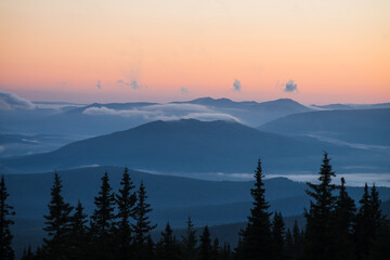 coniferous trees against the backdrop of foggy mountains