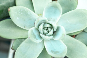 Natural background Cactus is a succulent plant. close-up. Flowering plants of the Crassulaceae family.