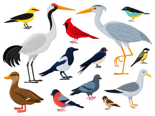 Fototapeta premium Cartoon flying birds, crane, red cardinal duck and seagull. City, woods and marine winged animals characters vector illustration set. European fauna and wildlife