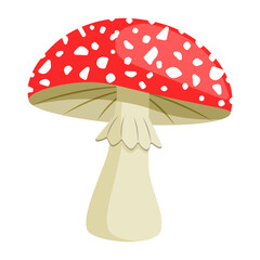 Amanita mushroom. Poisonous toadstool fly agaric. Inedible poisonous mushroom. Autumn and summer forest dweller