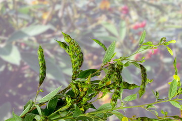 fresh pigeon pea or tuvar beans vegetable on plant in blur background