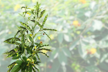 fresh pigeon pea or tuvar beans vegetable on plant in blur background