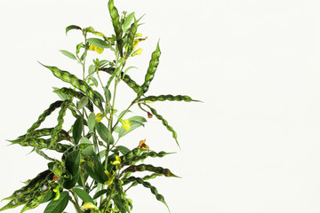 fresh pigeon pea or tuvar beans vegetable on plant in white background