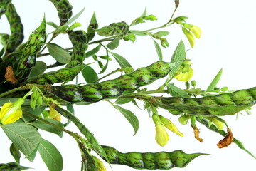 fresh pigeon pea or tuvar beans vegetable on plant in white background