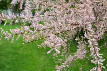 In the spring, tamarix grows in nature