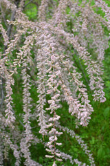 In the spring, tamarix grows in nature