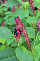 Phytolacca acinosa grows in the garden