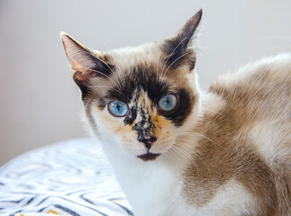 Olhares Felinos