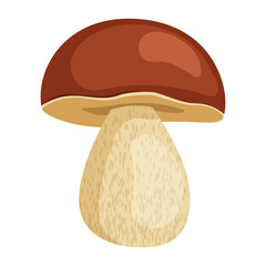 Boletus mushroom. Autumn and summer forest seasonal mushroom. Boletus on a white background