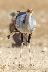 Secretary Bird in the Kgalagadi