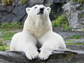 Nahaufnahme Eisbär