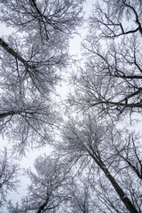 trees and sky