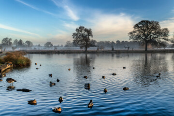 Gathering Ducks Pond