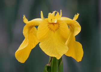 Close-up of Flower of Yellow Flag Iris