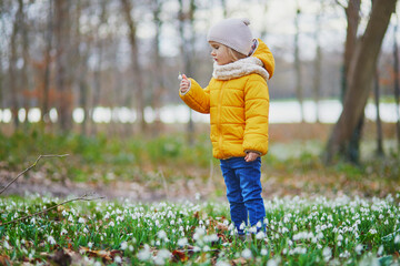 Cute toddler girl standing in the grass with many snowdrop flowers in park or forest on a spring day