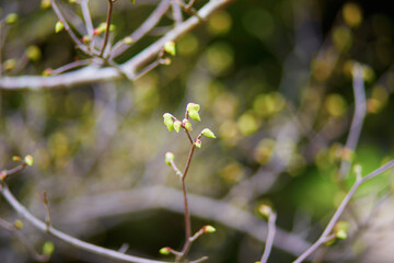 Tree branch with first green leaves on it