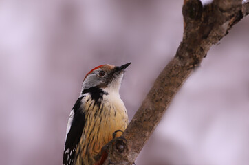 A mottled woodpecker on a branch. Portrait.
