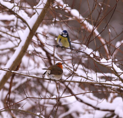 A small blue tit and a robin among the snow-covered branches...