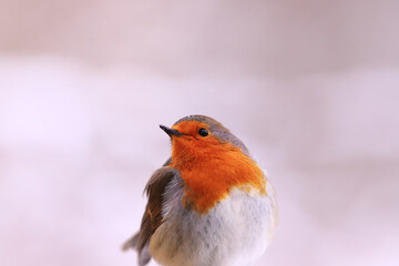 Portrait of a Robin during a light snowfall.