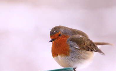Robin in snowy weather, on a blurry light background.