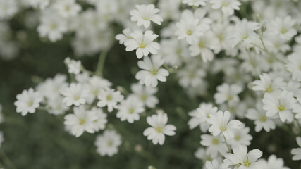 white Cerastium flowers close up