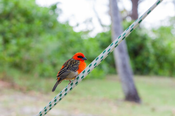 Red fody, Foudia madagascariensis, Praslin, Seychelles