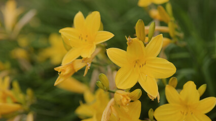 yellow Daylily Hemerocallis flower closeup